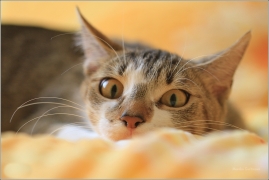 <p>Mia</p>